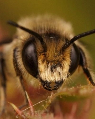 Buzz Bee