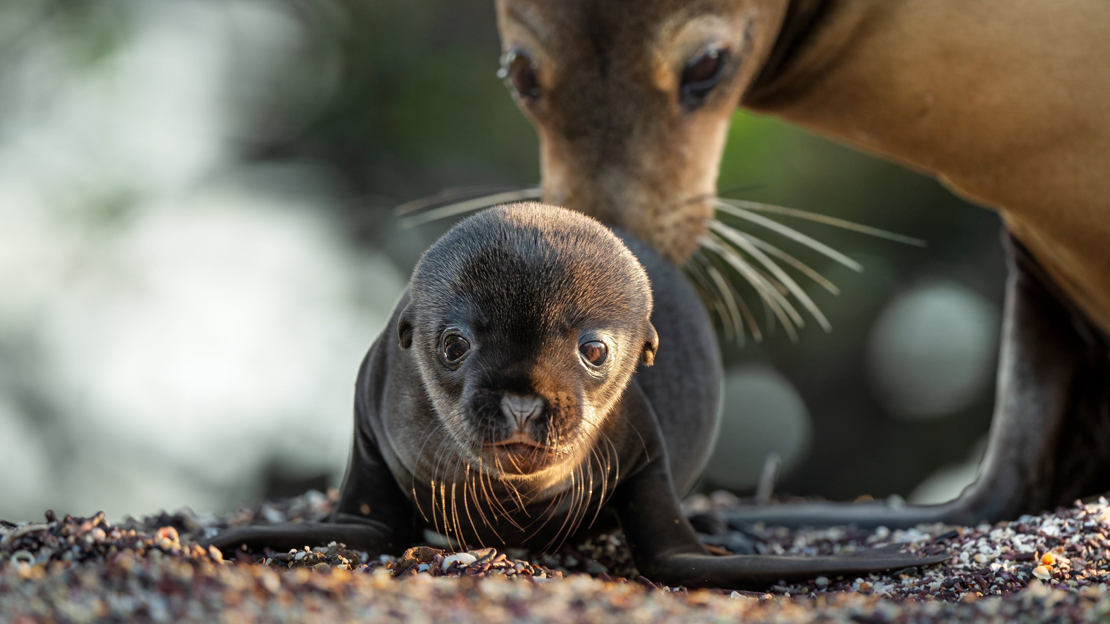 دانلود فیلم شیرهای دریایی گالاپاگوس Sea Lions of the Galapagos 2025